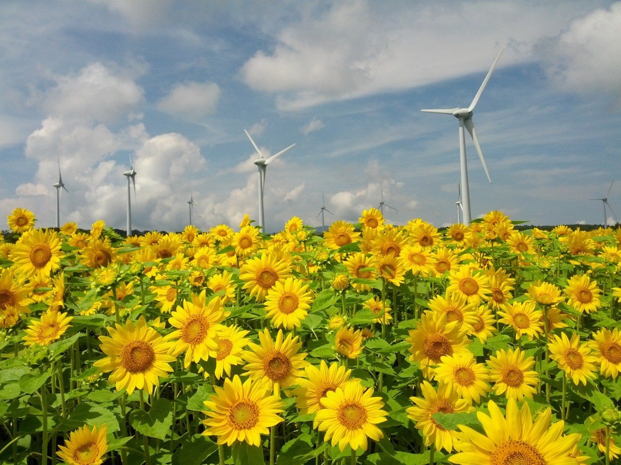 🌬️ 고리야마 누노비키 바람의 고원(고리야마 누노비키 카제노 코겐) 이미지 2